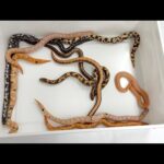 同じヘビなのに突然変異で様々な変化をしたヘビがヤバすぎる(YouTube)