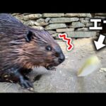 大根を自分で倒して自分でビビるビーバーが可愛すぎたwww(YouTube)