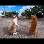 海辺の猫ちゃん達、今日も小さなバトル勃発！(YouTube)
