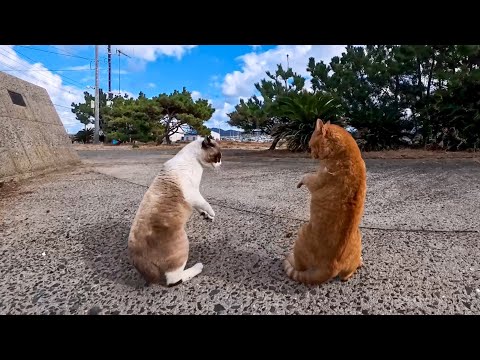 海辺の猫ちゃん達、今日も小さなバトル勃発！(YouTube)