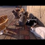島の広場で開かれる“猫の集会”に潜入！かわいさと感動が止まらない(YouTube)