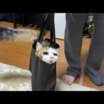 浜崎あゆみさんが持ってそうな鞄に変化する猫(YouTube)