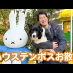 PAWワンコのメイちゃんとクリスマスのハウステンボスをお散歩してきました！(YouTube)