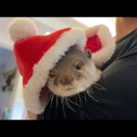 今年こそコスプレするカワウソ猫のクリスマス！ This year, it’s finally time for the otter cat’s Christmas cosplay!(YouTube)
