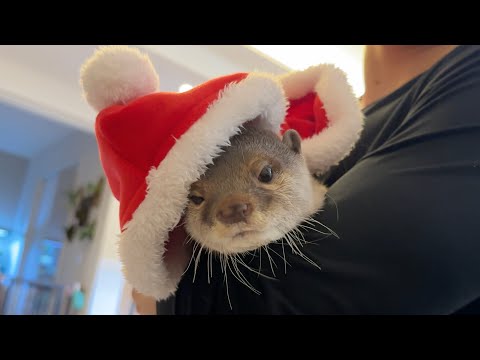 今年こそコスプレするカワウソ猫のクリスマス！ This year, it’s finally time for the otter cat’s Christmas cosplay!(YouTube)