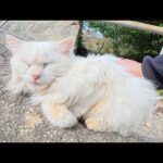 高台から島を見守る仙人様のような長毛白猫ちゃんに挨拶してきた(YouTube)
