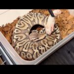 友人の蛇が餌を食べないので様子を見に行ってみると…(YouTube)