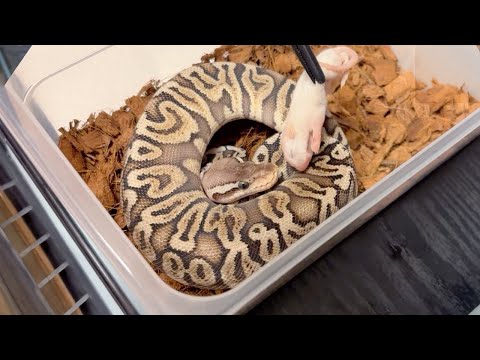 友人の蛇が餌を食べないので様子を見に行ってみると…(YouTube)