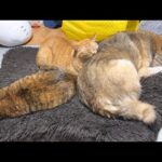 とうとう不器用柴犬に顎のせ寝を成功させた茶トラ猫(YouTube)