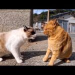 茶トラVSタヌキ！猫島でいつもケンカする最強ライバルコンビ(YouTube)