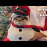 最高に癒されるカワウソたちのクリスマスの一日　Otters Having a Jolly Time in a Mini Christmas House!(YouTube)