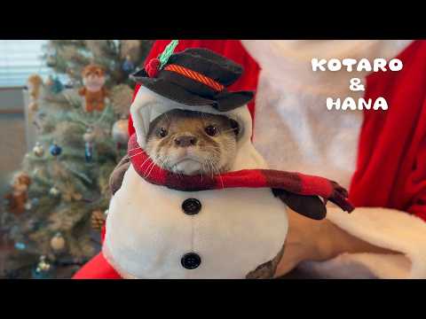 最高に癒されるカワウソたちのクリスマスの一日　Otters Having a Jolly Time in a Mini Christmas House!(YouTube)