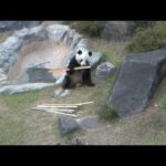 ジャイアントパンダ「シャオシャオ」と「レイレイ」2025年12月11日撮影(YouTube)