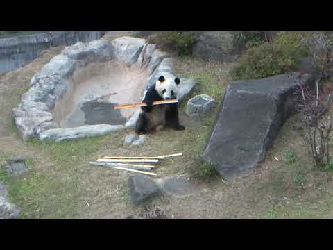 ジャイアントパンダ「シャオシャオ」と「レイレイ」2025年12月11日撮影(YouTube)