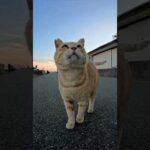 夕方の海辺で出会った茶トラ猫、ナデたら喜んで隣に座ってきた(YouTube)