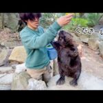 洋梨が食べたすぎて、2本足で立ち上がっておねだりするビーバーが可愛すぎる🦫🍐(YouTube)