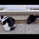 漁港で黒白猫をなでてたら…もう一匹の白黒猫まで甘えに集合！(YouTube)