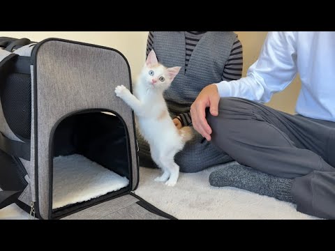 ずっと一人ぼっちだった子猫が初めて里親に可愛がってもらったら幸せすぎて初日からこうなっちゃいました…(YouTube)