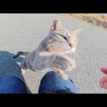 「マイクをよこせ～」と要求してくる灰色猫ちゃんと遊んでいたら・・・(YouTube)