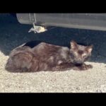 瘦せ細った黒猫がトラックの下で・・(YouTube)