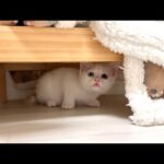 悪さした子猫を初めて本気で叱ったらびっくり仰天してこうなっちゃいました…(YouTube)