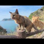 柵の上に登って「ボクをモフって！」とアピールする猫達(YouTube)