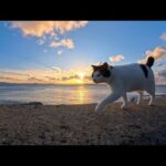 夕方の防波堤を優雅にお散歩する猫が尊い(YouTube)
