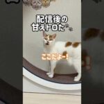 配信後に鳴いてアピールしてくる猫🐾 #shorts(YouTube)
