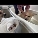 まるこの声援を受けて、怖がりな保護犬が1ヶ月ぶりに入浴に挑戦した結果が感動でした！(YouTube)