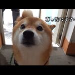 動けないママに寄り添うように…柴犬の「ただいま」が可愛い(YouTube)