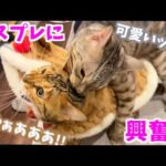 トナカイコスプレに興奮して襲っちゃうネコ(YouTube)