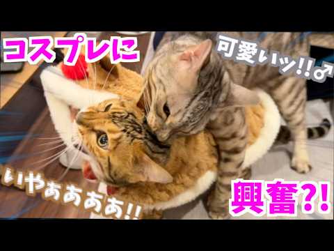 トナカイコスプレに興奮して襲っちゃうネコ(YouTube)