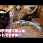 良い子で待ってましたよ～  ウソはいけませんよ～～  2025 12 25 2(YouTube)