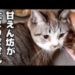 いくつになっても我が家の姫猫はみんなから末っ子猫のように可愛がられています【犬と猫の大家族】(YouTube)