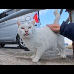 フェリー乗り場の頭にλの模様の猫ちゃんも腰トントンするとペロペロするようになった(YouTube)