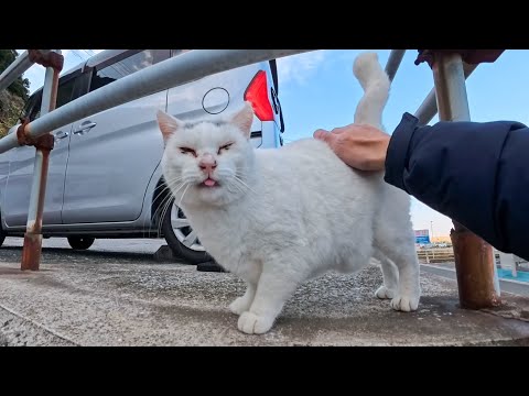 フェリー乗り場の頭にλの模様の猫ちゃんも腰トントンするとペロペロするようになった(YouTube)