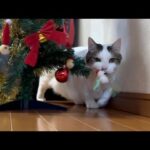 今年は猫の攻撃に耐え無事クリスマスを迎えられそうなツリー(YouTube)