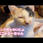 ウィンクぢゃないにょニャ と～ちゃん目薬お願いニャ  訳ありでお預かりのIVY   2025 12 27 2(YouTube)