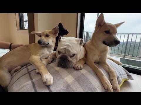 勝手に群れのボスに祭り上げられた犬嫌いのぶるまる…統率力ゼロでも保護犬達が支えていくらしいです…(YouTube)