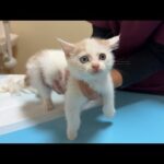 保護した生後１ヶ月の子猫の病気について大事なお話があります。(YouTube)