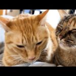 朝になると飼い主パパと柴犬パパに挨拶をしてくれる猫たちに癒されます(YouTube)