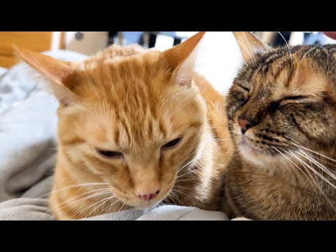 朝になると飼い主パパと柴犬パパに挨拶をしてくれる猫たちに癒されます(YouTube)