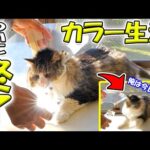 38日ぶりにエリザベスカラーを外したその瞬間‥ボス吉は喜びを爆発させました！！【ボス吉カラー生活最終日】(YouTube)