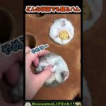 どんな状況でも眠るハムスター😂(YouTube)