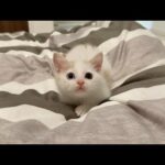 保護した生後１ヶ月の子猫と初めて一緒に寝てみたら嬉しすぎてこうなっちゃいました…(YouTube)