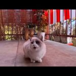 大晦日の猫散歩🎍初詣準備の神社から漁港へ　今年最後の癒やし猫さんぽしてきました(YouTube)