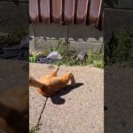 あなねこ(YouTube)