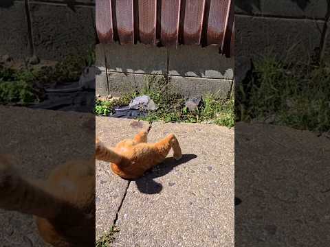 あなねこ(YouTube)