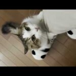 「膝の上で座らせて」催促が反則級に○○○○猫(YouTube)