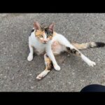 【緊急】保護した子猫の母親を発見しました。(YouTube)